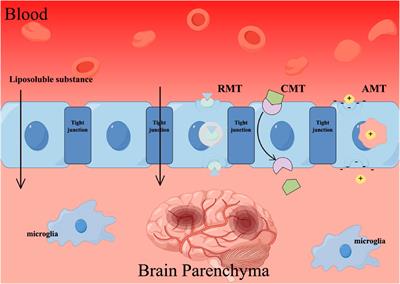 Exploring Chinese herbal medicine for ischemic stroke: insights into microglia and signaling pathways